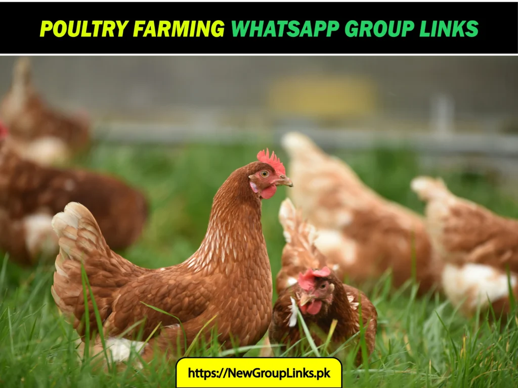 1000+ Poultry Farming WhatsApp Group Links 2025 | Join Now
